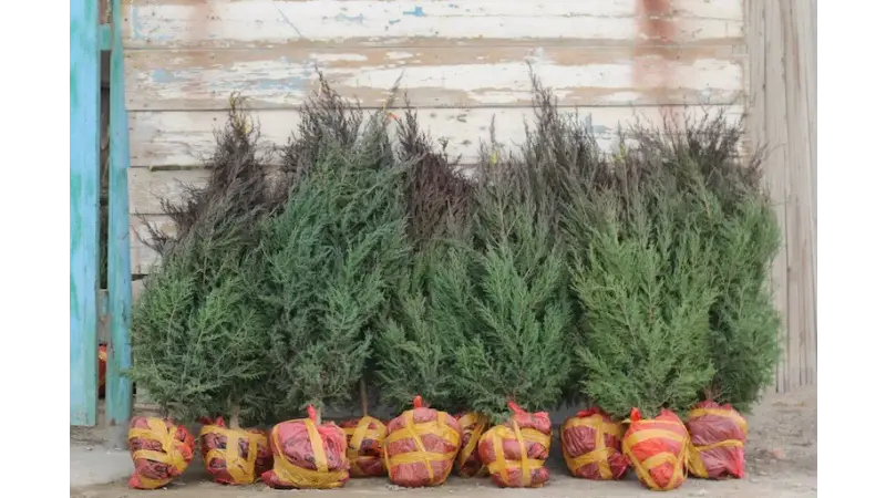 Көгалдандыру мәселесін қалай шешеміз?