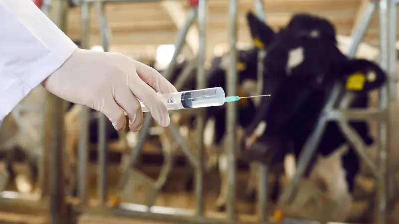 Жаңа Зеландияның зооноз тобындағы ауруларды бақылау тәжірибесі: Қазақстанда оны азайту үшін не істеу керек?