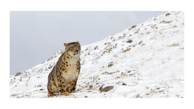 Urban Development and Snow Leopards: How to Preserve the Irbis in Almaty