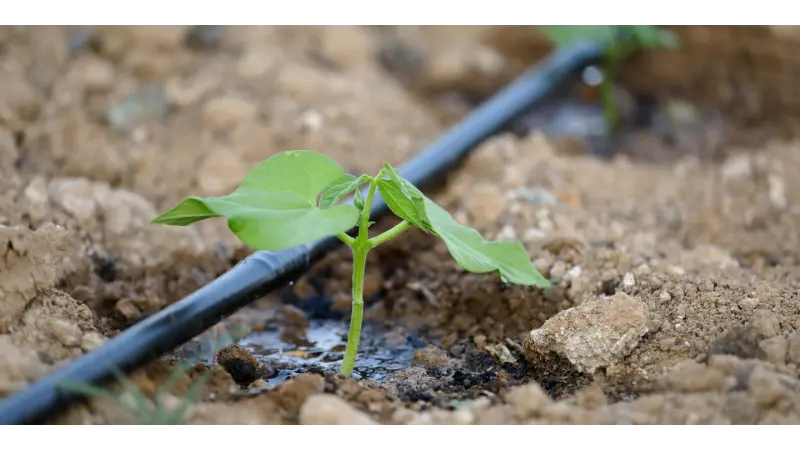 A Viable Solution: How to Effectively Use Lake Sorbulak for Agriculture
