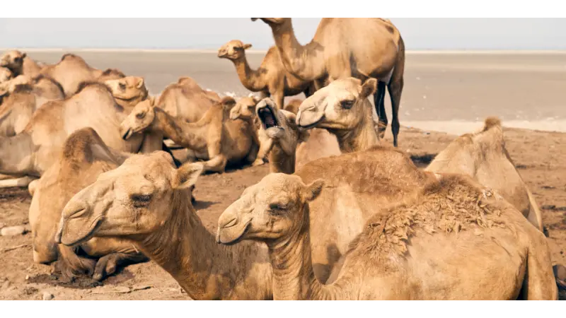 FROM STEPPE TO EXPORT: How to Build a New Gastro Brand for Kazakhstan?