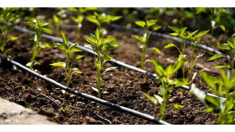 Can Drip Irrigation Solve the Water Shortage Problem?