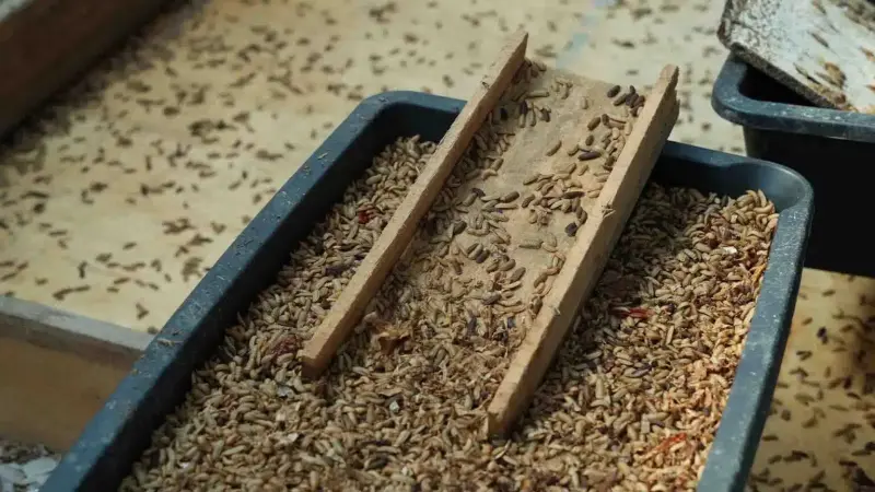 How the “Black Soldier Fly” Helps Recycle Food Waste