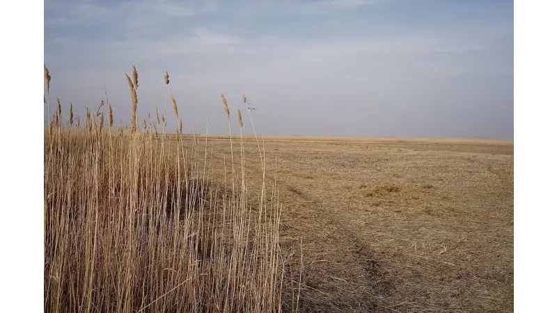 Как рисоводам Кызылординской области сэкономить воду реки Сырдарья?