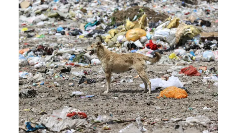 Казахстан в борьбе с бытовыми отходами. Почему мусоросжигательные заводы — не лучшее решение проблемы с мусором?